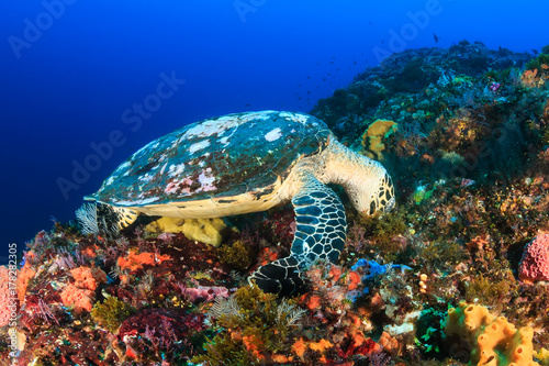 A Hawksbill Sea Turtle feeding on a deep, colorful tropical coral reef
