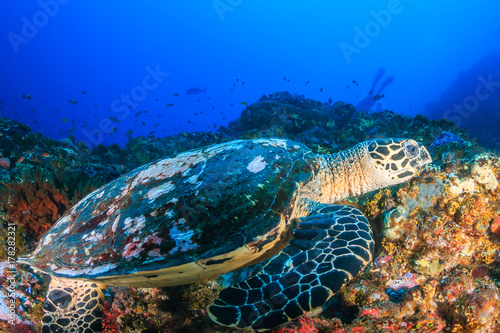 Sea Turtle feeding on a colorful, tropical coral reef