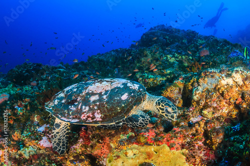 Hawksbill Turtle feeding on a colorful, healthy tropical coral reef