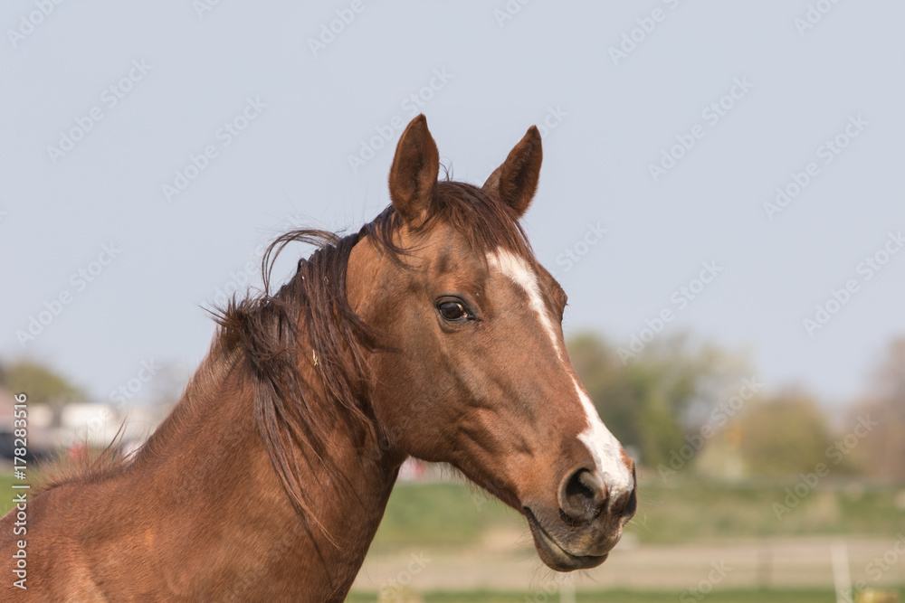 horse horse