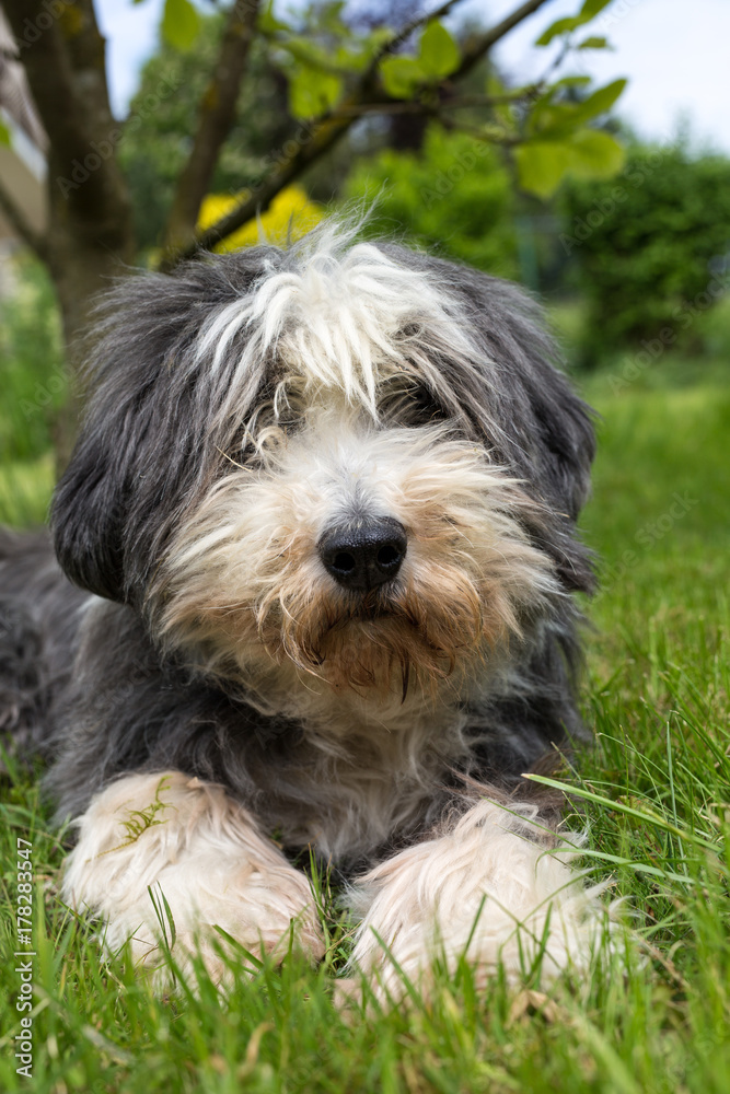 dog lying in the grass looking into the camera dog lying in the grass looking into the camera