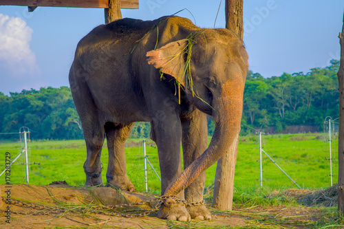 Beautiful elephant chained in a wooden pillar under a tructure at outdoors, in Chitwan National Park, Nepal, cruelty concept photo