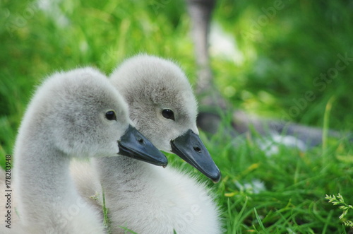 young baby swans called cygnets photo