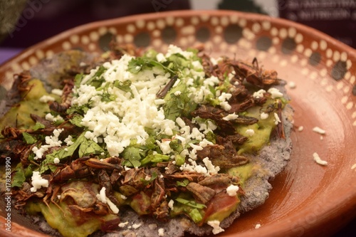 Grasshopper mexican taco, edible insect tortilla toast made with blue corn and filled with guacamole, cheese and coriander from Mexico market