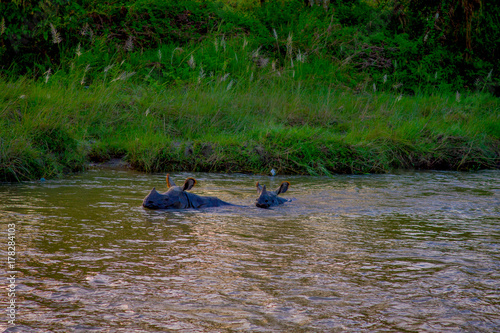 Beautiful rhino is bathing in river in Chitwan national park photo