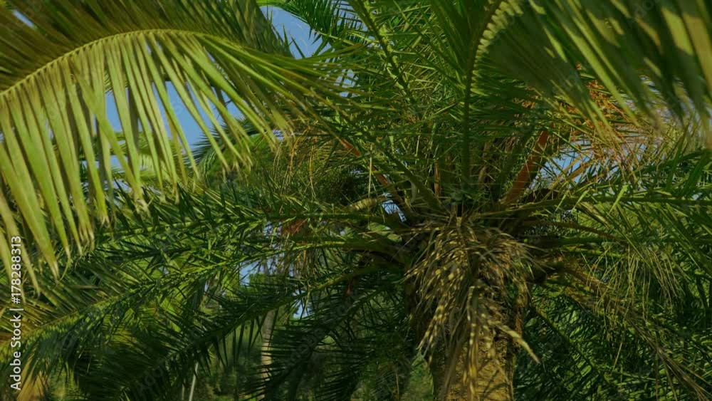 Branches of date palms under blue sky. View into the sky through a date palm in Barcelona. Dolly shot. 4k Branches of date palms under blue sky. View into the sky through a date palm in Barcelona. Dolly shot. 4k