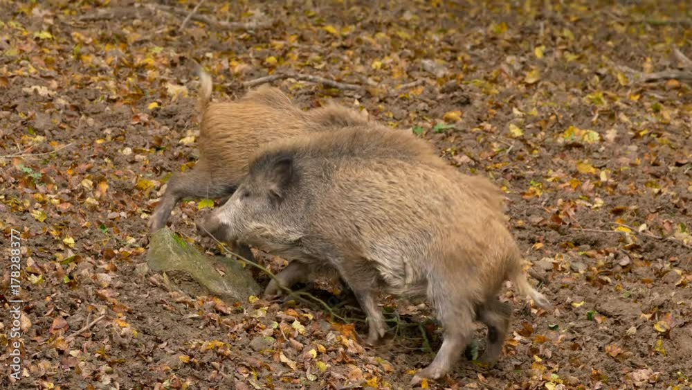 Wild boar (Sus scrofa) fighting Wild boar (Sus scrofa) fighting