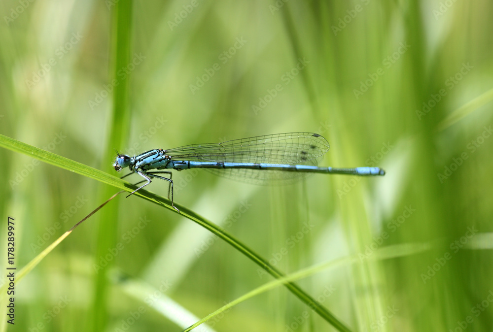 Damselfly resting on grass blade Damselfly resting on grass blade