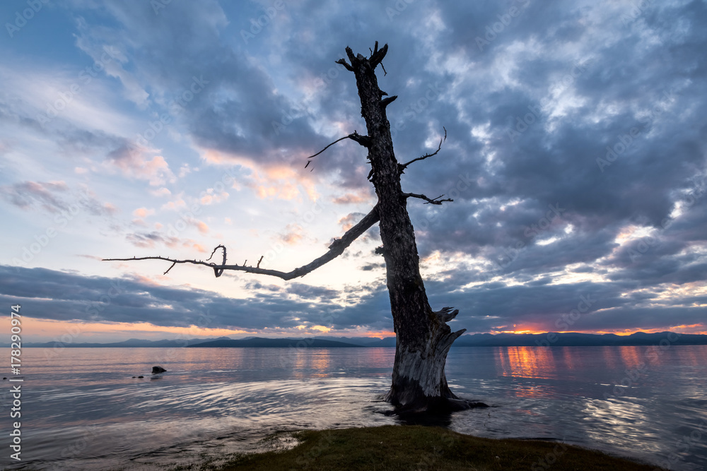 Old tree on the shore of Lake Hovsgol