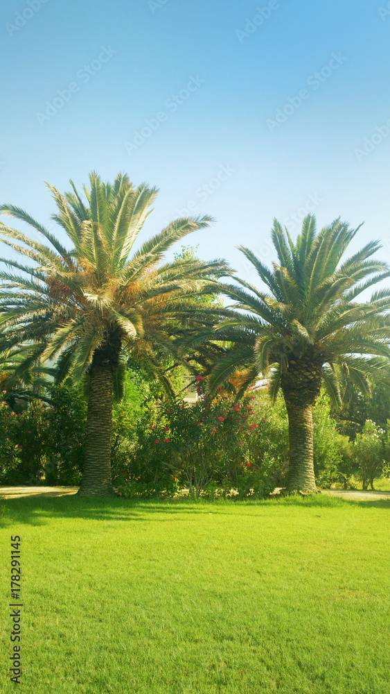 palm trees palm trees