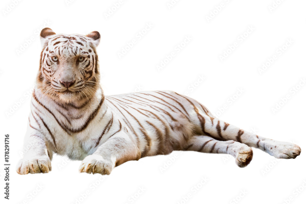 Fototapeta premium white tiger
