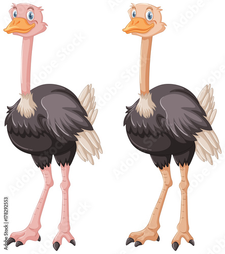 Two ostriches on white background
