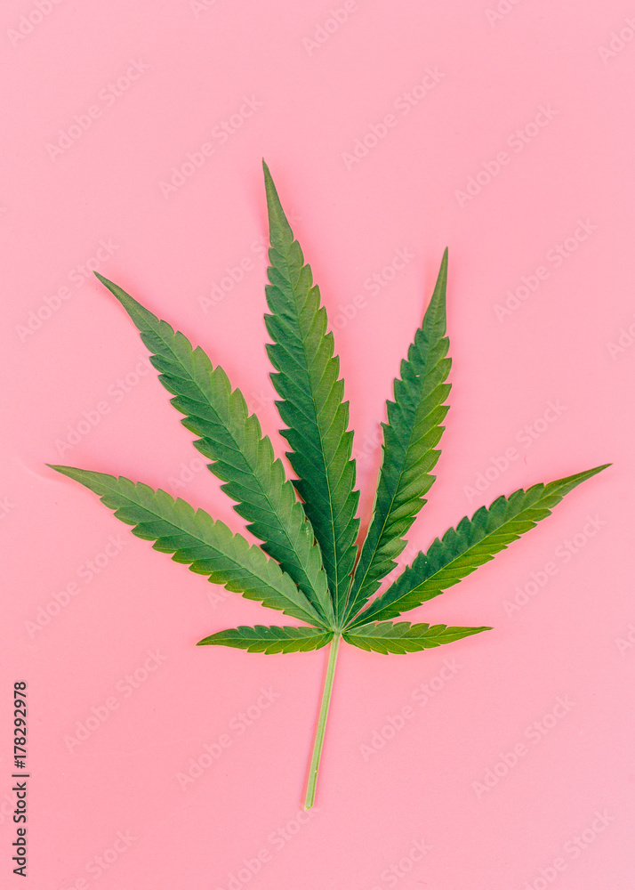 green marijuana leaf on pink background green marijuana leaf on pink background