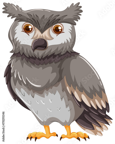 Gray owl on white background