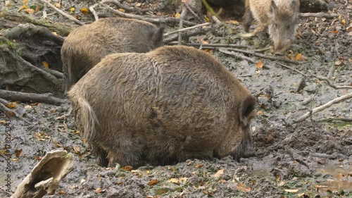 Wild boar (Sus scrofa) in mud photo