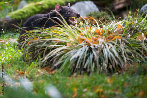 Tasmanian devil trying to defend its habitat