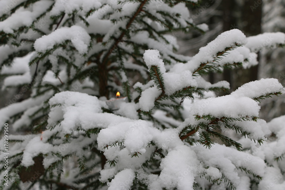 Christmas tree in the forest covered with snow with burning candles on the branches Christmas tree in the forest covered with snow with burning candles on the branches