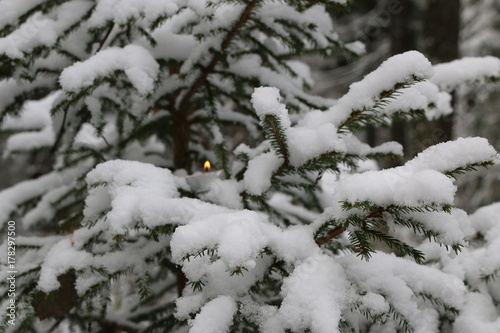 Christmas tree in the forest covered with snow with burning candles on the branches © Оксана Скиданова