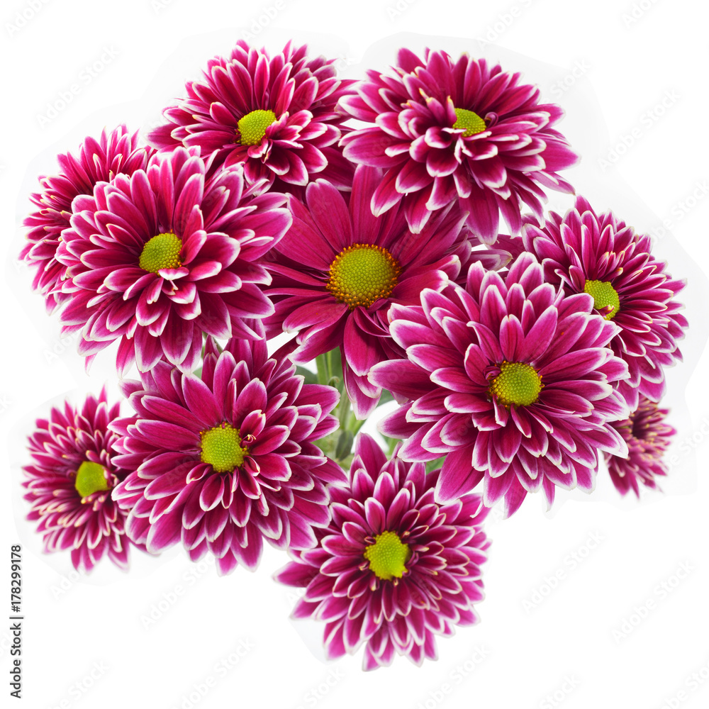 Purple chrysanthemum flower closeup Purple chrysanthemum flower closeup