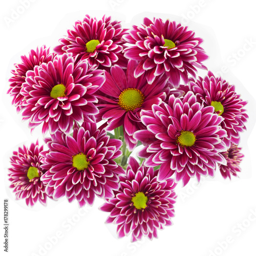 Purple chrysanthemum flower closeup