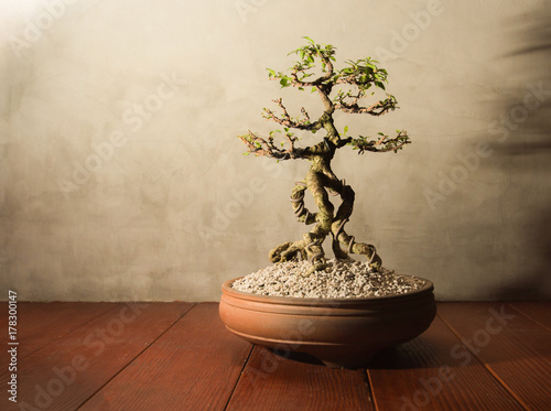 Traditional japanese bonsai