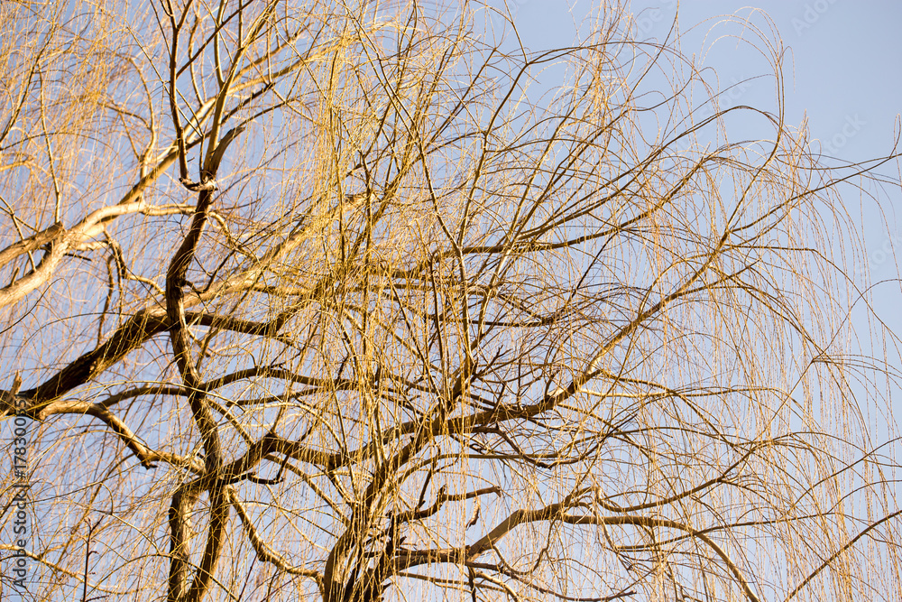 Yellow branches of willow on spring nature Yellow branches of willow on spring nature