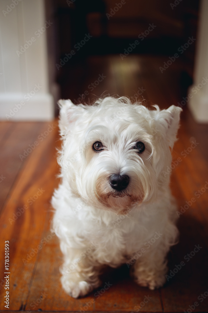 White dog looking scruffy and sad