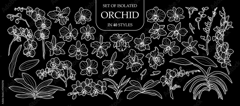 Set of isolated orchid in 40 styles. Cute hand drawn flower vector illustration only white outline. - obrazy, fototapety, plakaty 