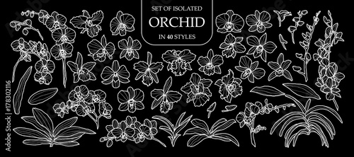 Set of isolated orchid in 40 styles. Cute hand drawn flower vector illustration only white outline.