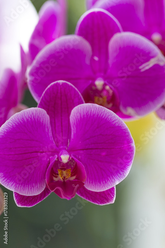 Nature and Botanical Concepts. Macro Shot of Unique Orchid of Phalaenopsis Sort Against Blurred Background. Located in Keukenhof National Park in the Netherlands.