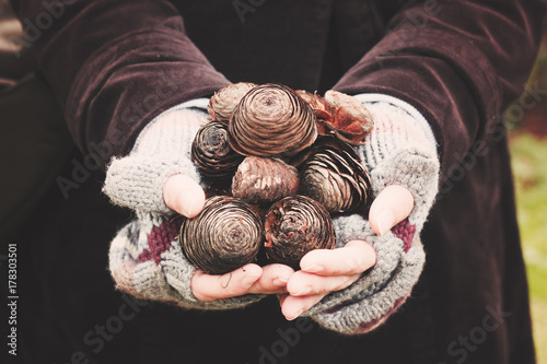 A woman's hands full of fir cones photo