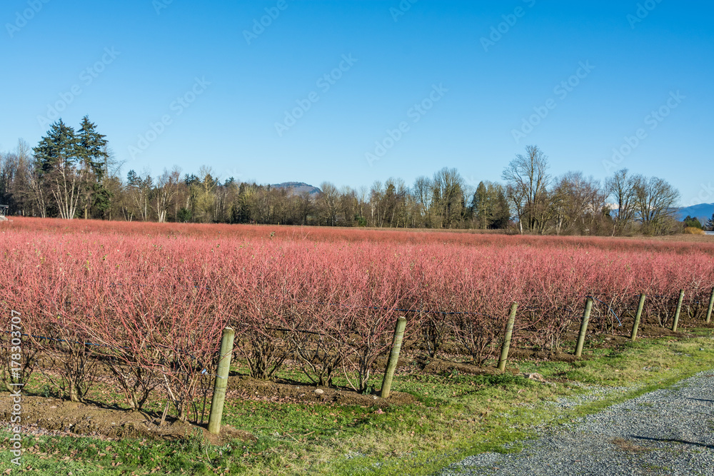 Leafless berry plants prepared for winter season Leafless berry plants prepared for winter season