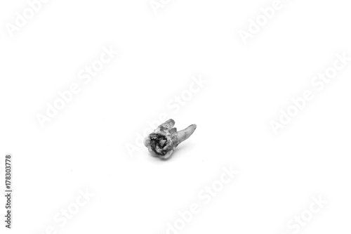 Black and white Tooth decay dental caries, The Molar Fracture on white Background, Dental health concept, Real decayed tooth on white background