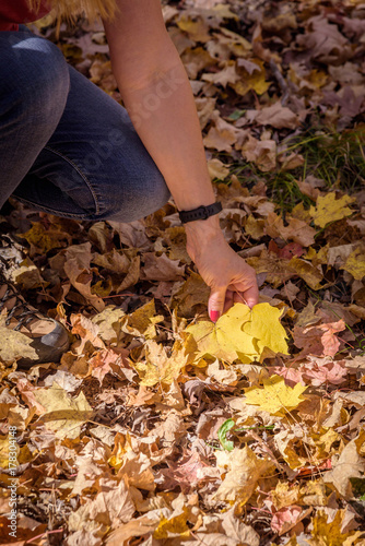 woman picking up bright yellow maple leaves in autumn
