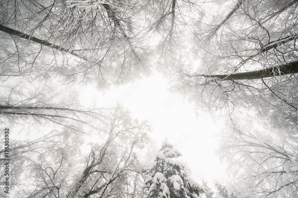 Wide angle view upwards in a snow covered forest Wide angle view upwards in a snow covered forest