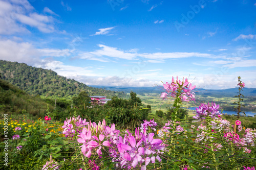 the flower garden  surrounded by mountains and nature.