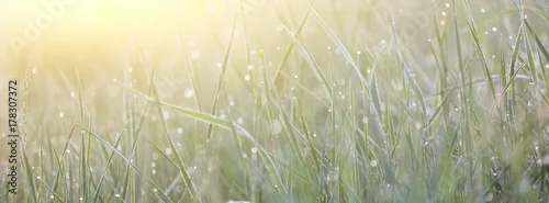 Panel kuchenny z motywem Green grass with morning dew macro bokeh