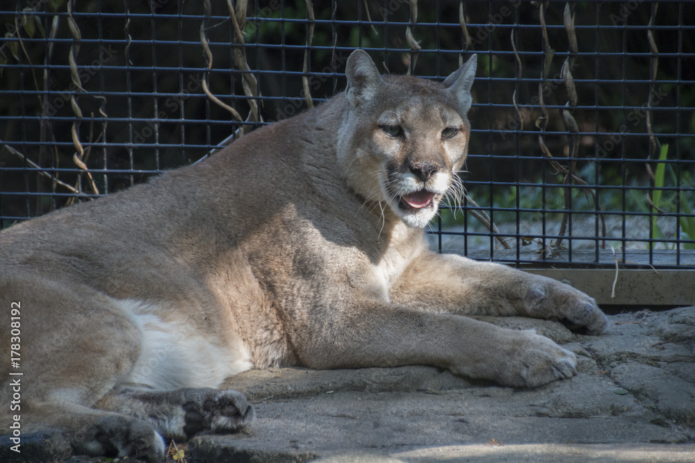 Naklejka premium Casual puma