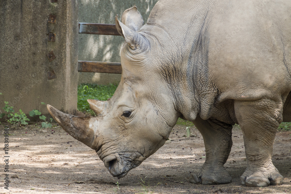 Fototapeta premium Rhino