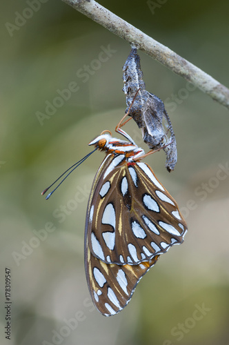 Gulf Fritillary butterfly,  metamorphosis complete, and chrysalis photo