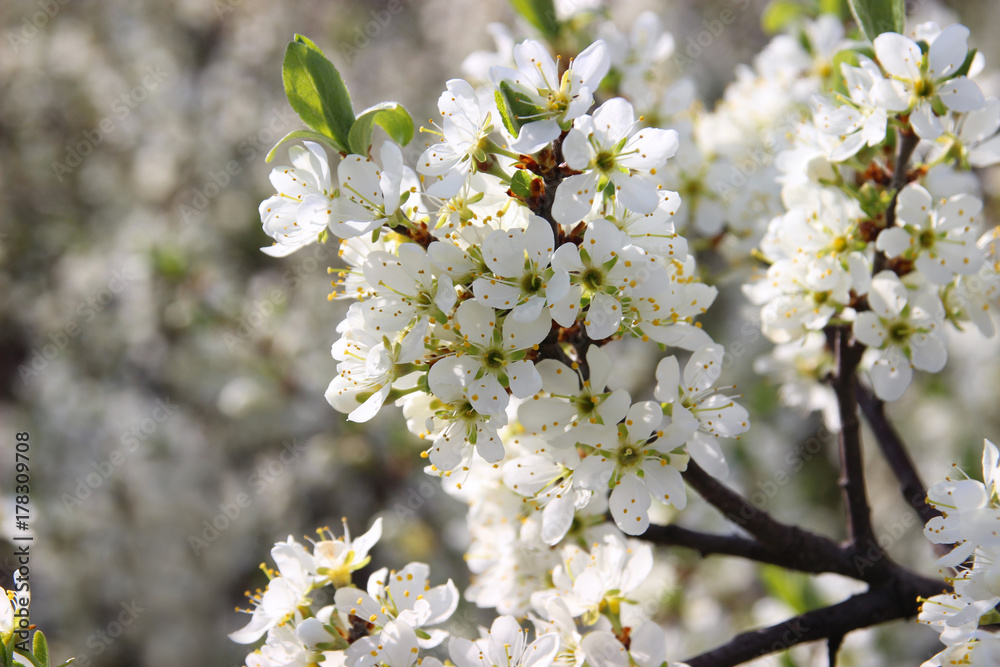 flowering trees and a spring garden. fruit blossoming trees.