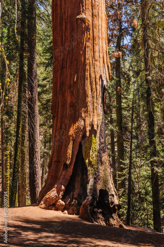 Giant Sequoia in the Sherman Grove