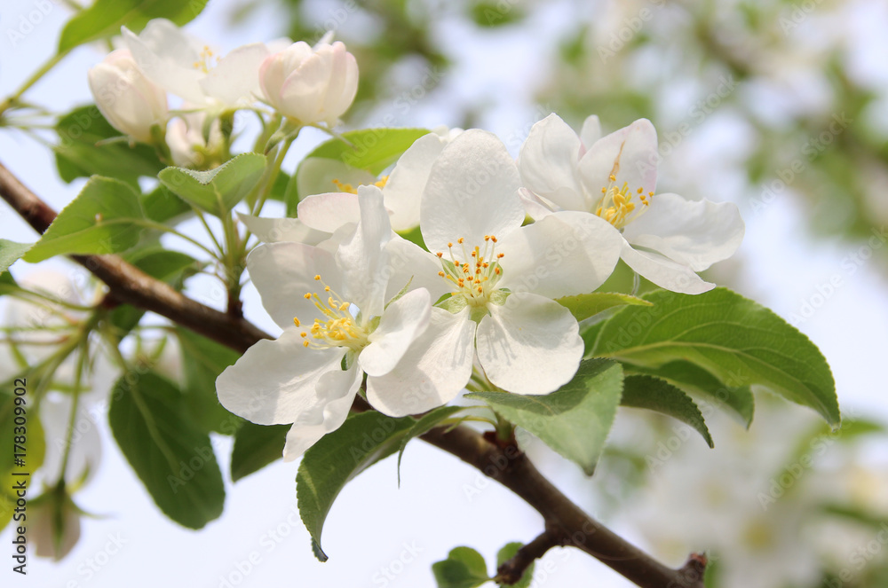 flowering trees and a spring garden. fruit blossoming trees.