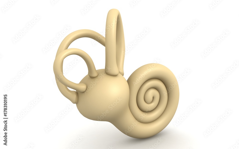 3d rendered inner ear isolated on white background 3d rendered inner ear isolated on white background