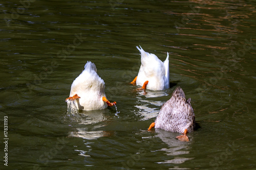 Patos al agua photo