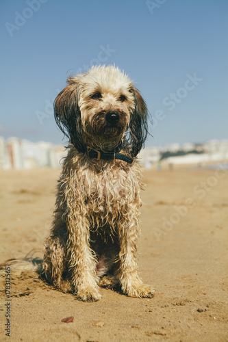 Dog on the beach