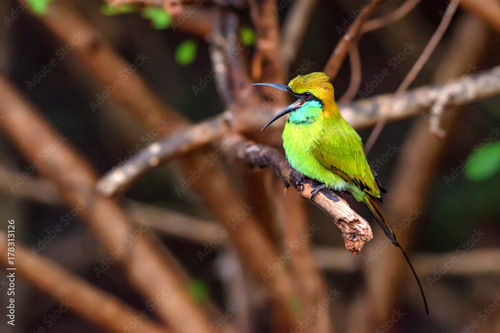 Green bee-eater or Merops orientalis Green bee-eater or Merops orientalis
