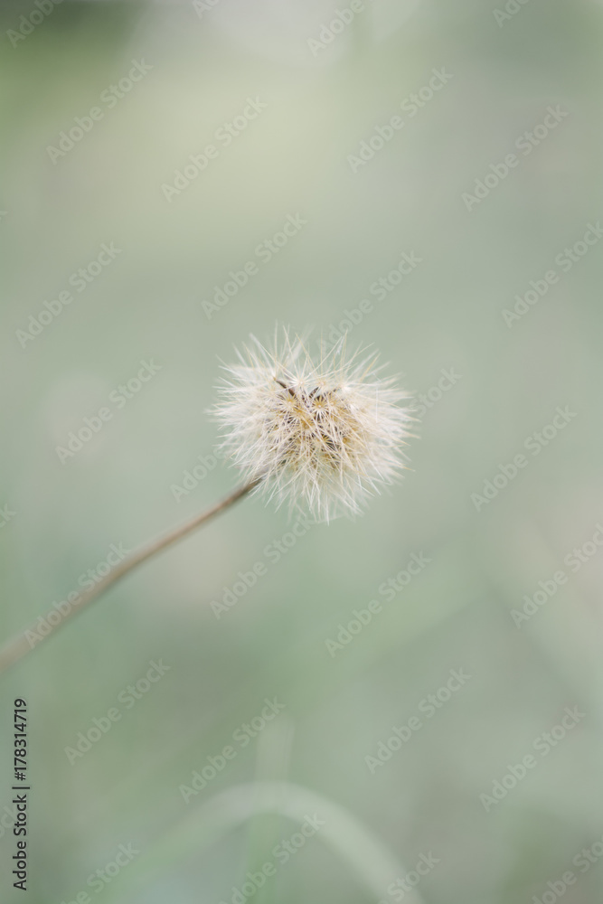 Gentle dandelion close-up