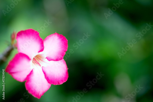 close up flowers