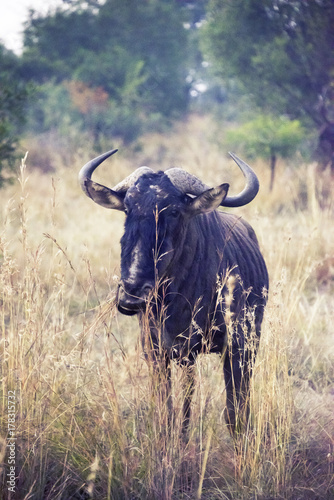 buffalo © Ihab Henri